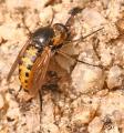 Click to view toxophorafasciculata2_t1.jpg