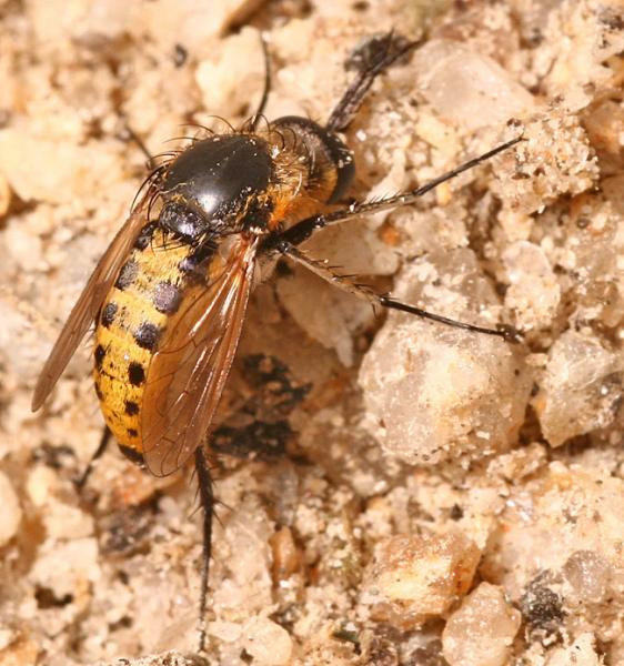 toxophorafasciculata2.jpg