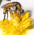 Click to view toxophorafasciculata3_t1.jpg