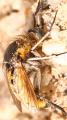 Click to view toxophorafasciculata_t1.jpg