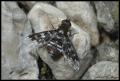 Click to view tperspicillaris_t1.jpg