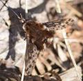 Click to view triplasius_pictus3_low_t1.jpg