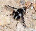 Click to view triplasius_polius_male_almeria_di_t1.jpg