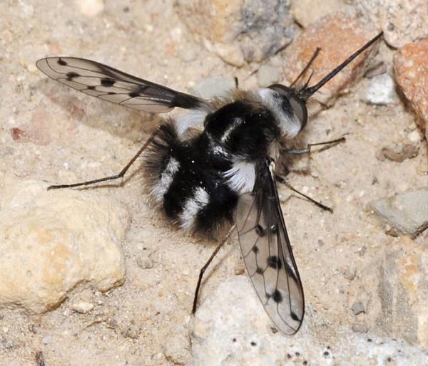 triplasius_polius_male_almeria_di.jpg