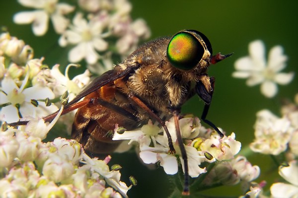 Tabanidae: Philipomyia aprica (female) (1)