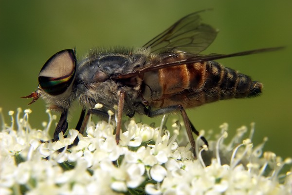 1940-dip-tabanidae-tabanus-glaucopis-male-reschenpass-250706.jpg