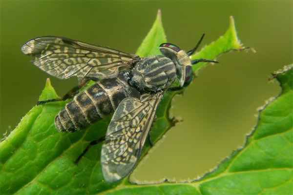 2656-dip-tabanidae-haematopota-pluvialis-female-lechtal-310706.jpg