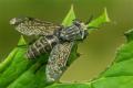Click to view 2656-dip-tabanidae-haematopota-pluvialis-female-lechtal-310706_t1.jpg
