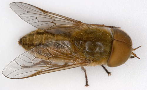 atylotuslatistriatus.jpg