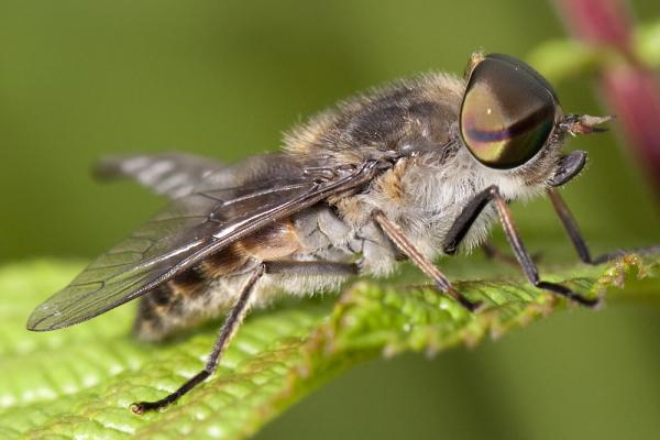 bu_2010_422_altiw_6333_tabanus-maculicornis_m_1.jpg