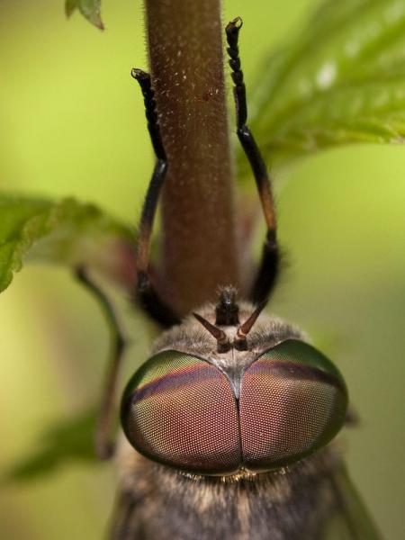 bu_2010_422_altiw_6352_tabanus-maculicornis_m.jpg