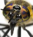 chrysops_caecutiens_face_jf09-0711_t1.jpg