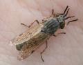 Click to view haematopota2_t1.jpg