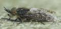 Click to view haematopota_crassicornis_20090722_worfolk_t1.jpg