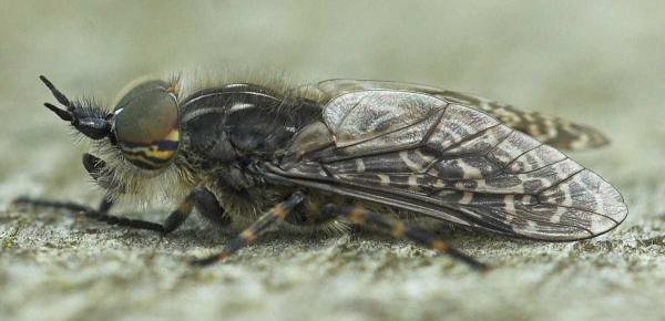 haematopota_crassicornis_20090722_worfolk.jpg