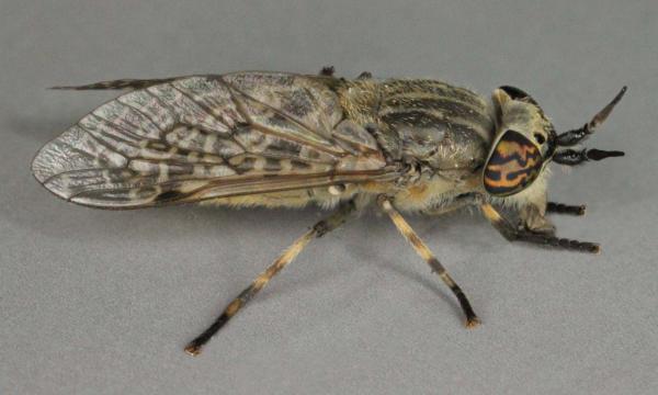 haematopota_pluvialis_1.jpg