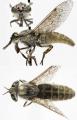 Click to view haematopota_pluvialis_jf09-2747_t1.jpg