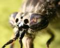 Click to view haematopotapluvialis_t1.jpg