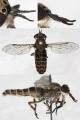 Click to view haematopotapluvialis_t1_1.jpg
