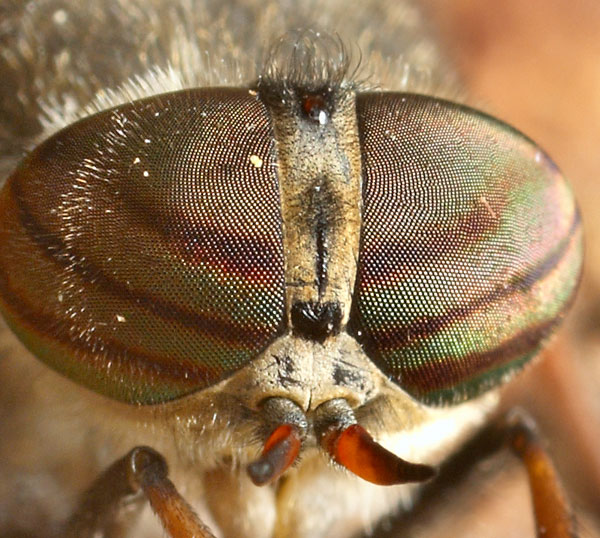 hybomitra_bimaculata.jpg