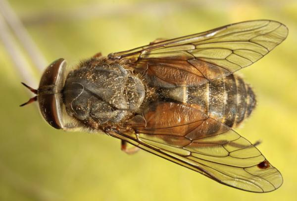 hybomitraciureaifemale.jpg