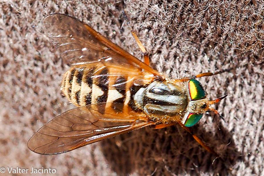 Tabanidae: Silvius variegatus (female) (1)