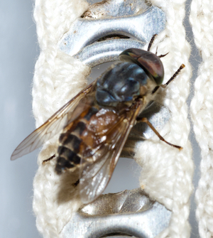 Tabanidae: Hybomitra autumnalis (male) (8)