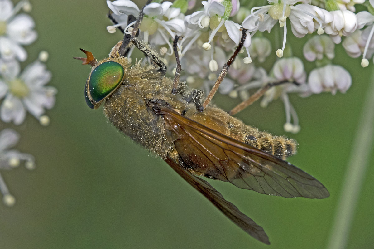 Tabanidae: Philipomyia aprica (female) (5)
