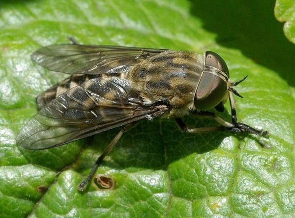 tabanidae.jpg