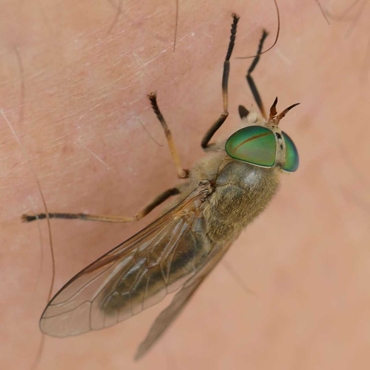 Tabanidae: Tabanus nigrovittatus (female) (2)