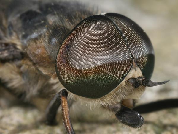 tabanus_autumnalis46bb_ma_1.jpg