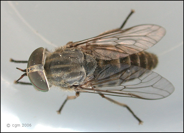 tabanus_bromius_20060705_sweden.jpg