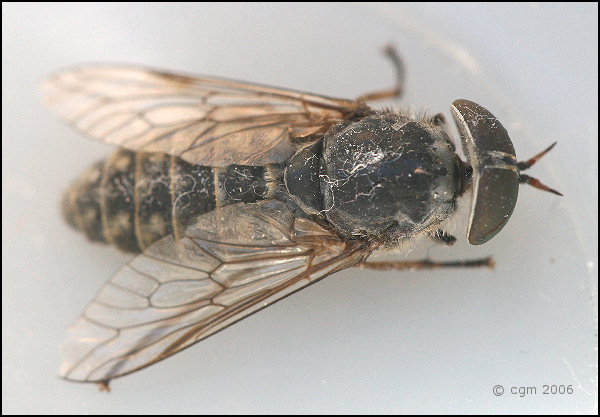 Tabanidae: Tabanus cf. bromius (female) (1)