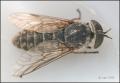 tabanus_bromius_20060805_sweden_t1.jpg