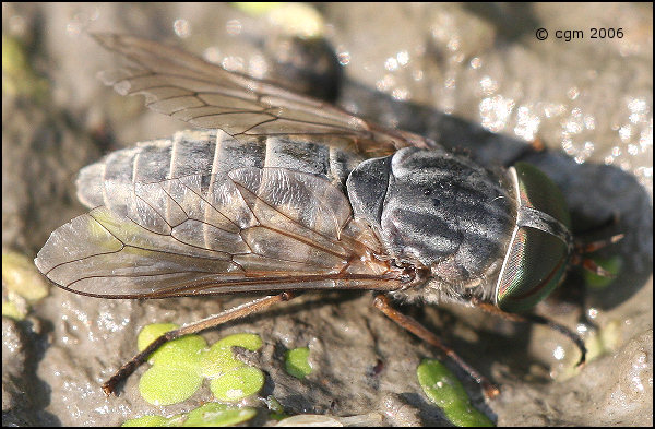 tabanus_bromius_20060812_swden.jpg