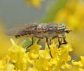 Click to view tabanus_nemoralis_female_01_di_t1.jpg