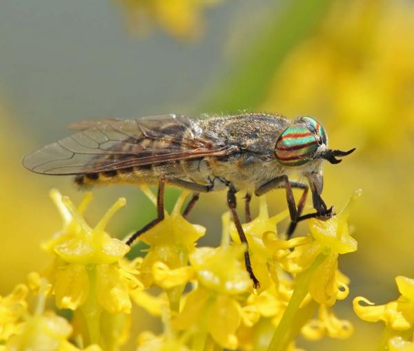 tabanus_nemoralis_female_01_di.jpg