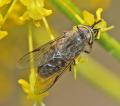 Click to view tabanus_nemoralis_female_02_di_t1.jpg