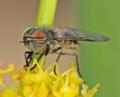 Click to view tabanus_nemoralis_m_01_di_t1.jpg