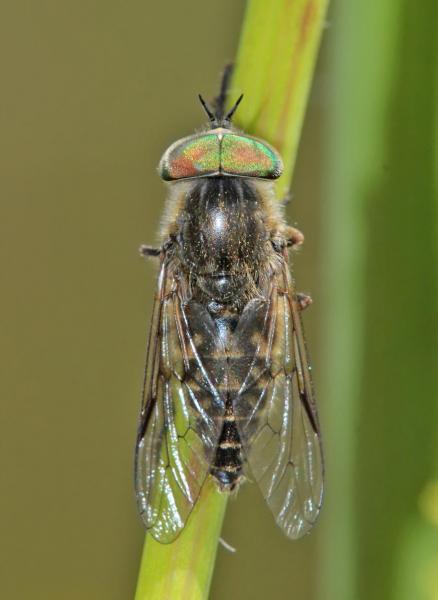 tabanus_nemoralis_m_02_di.jpg