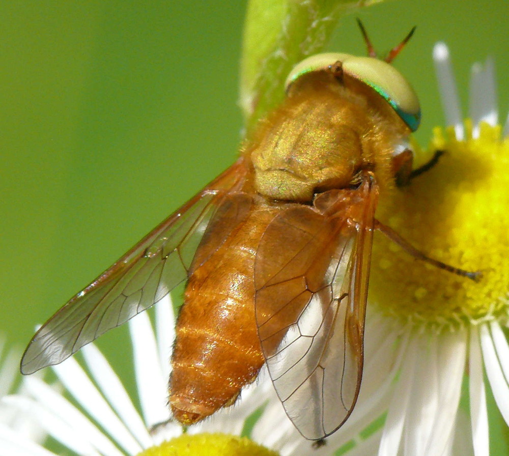 Tabanidae: Silvius alpinus (male) (3)