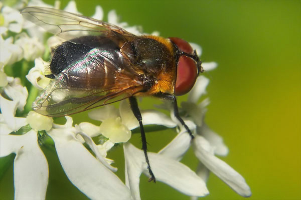 0500-dip-tachinidae-phasia-hemiptera-female-martawald-090804.jpg