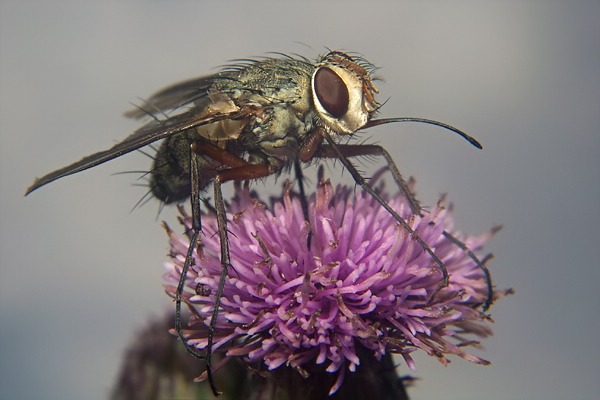 0644-0725-dip-tachinidae-prosena-siberita-tassenbach-310803.jpg