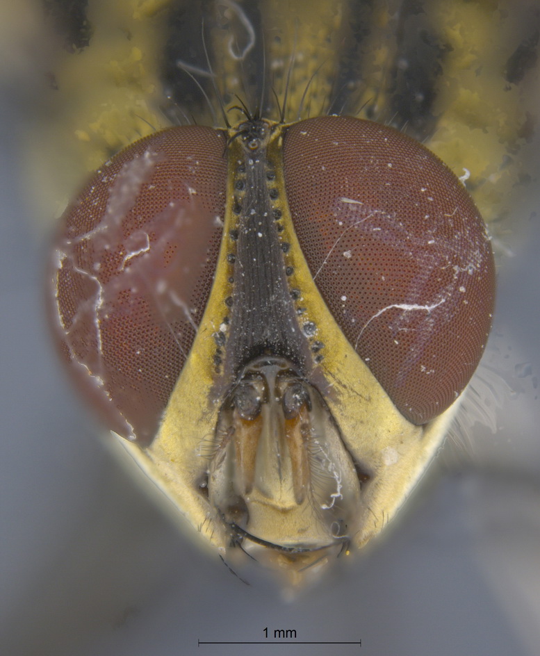 Tachinidae: Dexia fulvifera (male) (2)