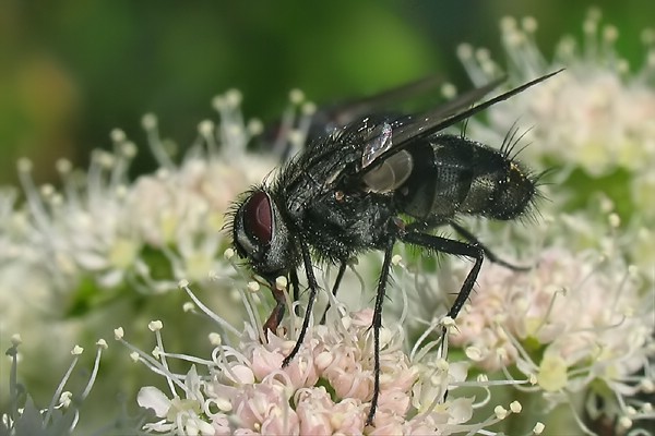 1333-1334-dip-tachinidae-billaea-triangulifera-martawald-250706.jpg