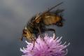 1465-1468-dip-tachinidae-tachina-fera-tassenbach-030903_t1.jpg