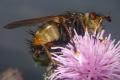 1465-dip-tachinidae-tachina-fera-tassenbach-030903_t1.jpg