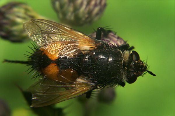 1532-1450-dip-tachinidae-nowickia-ferox-tassenbach-030903.jpg