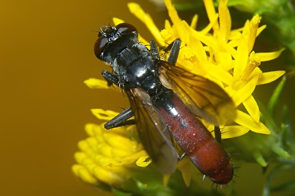 1643-dip-tachinidae-cylindromya-bicolor2-schlossboeckelheim-070904.jpg