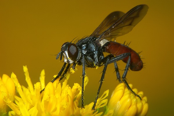 1648-dip-tachinidae-cylindromyia-bicolor-schlossboeckelheim-070904.jpg